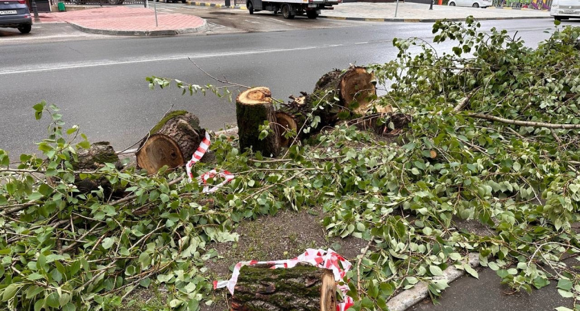 Житель Коми незаконно срубил деревья и пришел в полицию