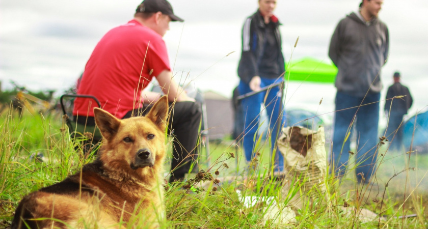 В Коми мэрия одного из городов заплатит ребенку 50 тысяч рублей за укус бродячей собаки