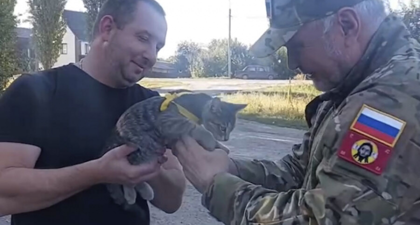 "Живое воспоминание о сыне": ухтинке привезут котенка, которого ее погибший сын приютил на СВО