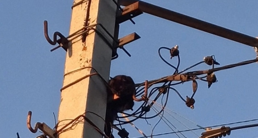 В Эжве местные жители спасли застрявшую на столбе кошку