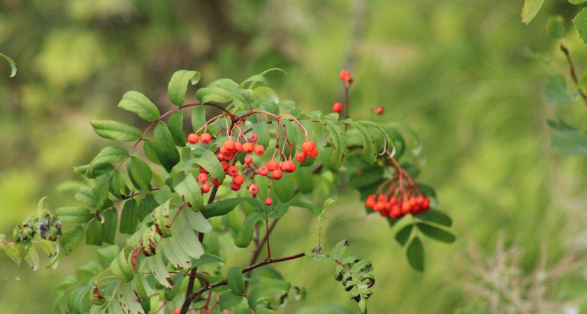 Верховный суд Коми не засчитал местному жителю ягоды и варенье в счет погашения алиментов