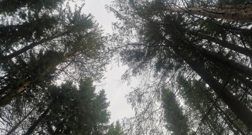 Ушедшего в лес с собакой мужчину нашли мертвым в Княжпогостском районе: его искали две недели