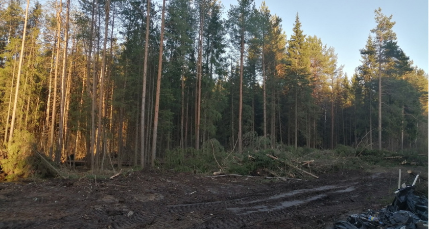 В Коми тех, кто должен сажать лес, заподозрили в крупном мошенничестве