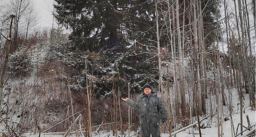 Новогодняя ель для Стефановской площади в Сыктывкаре найдена