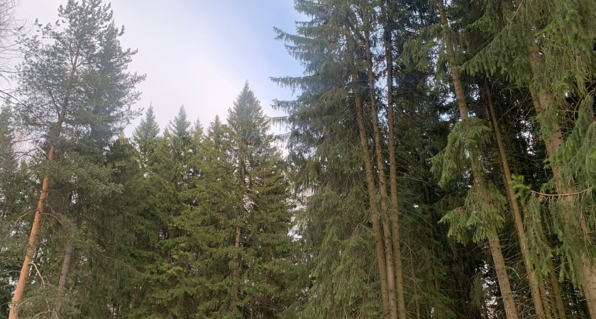 В Коми в рамках госзадания посадили и восстановили более 200 гектаров леса