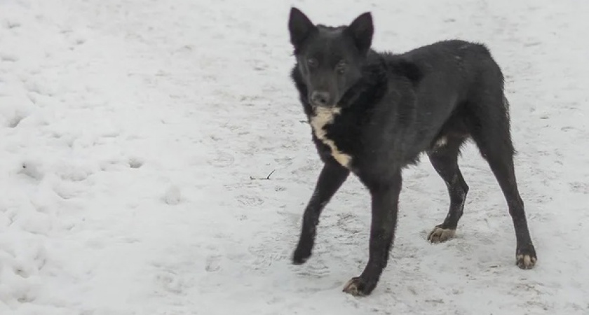 В Ухте конфликт из-за собак закончился поножовщиной