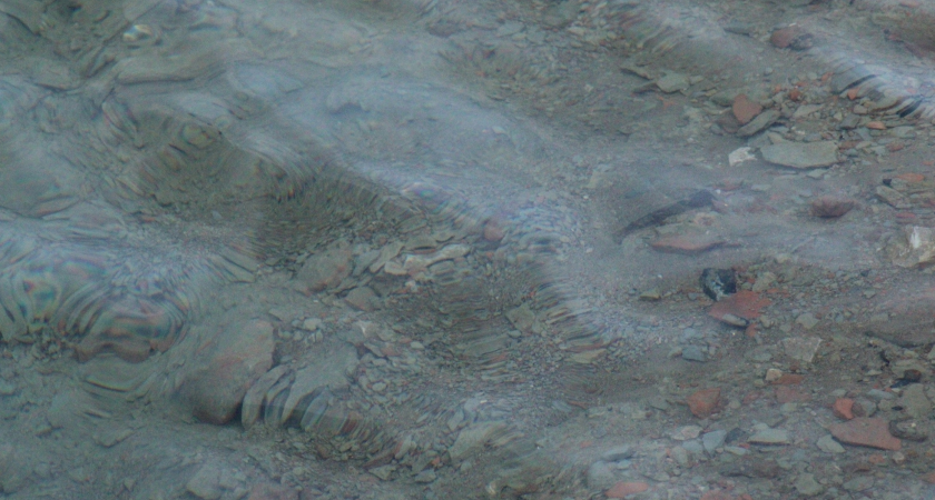 В Коми выращивают полтора миллиона сигов