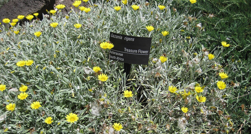 Этот дивный многолетник цветет все лето без перерыва: все будут любоваться до холодов