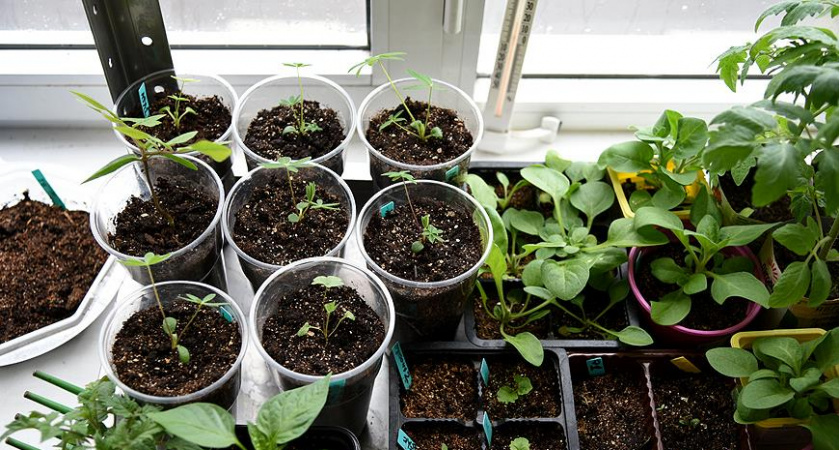 Полный список: посейте эти семена на рассаду в феврале, и урожай обеспечен