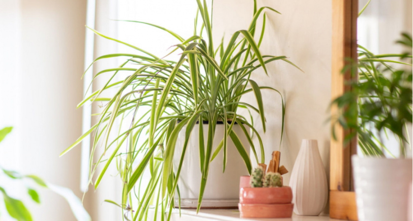 Домашние вампиры: топ 6 вещей в доме, которые крадут ваше здоровье день за днем