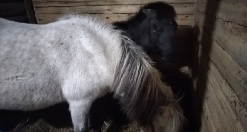 В Ухте в поселке Шудаяг выявили очаг инфекционной анемии лошадей