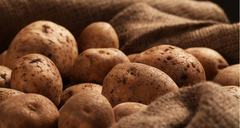 По две ложки в лунку: это копеечное средство творит чудеса с урожаем картошки
