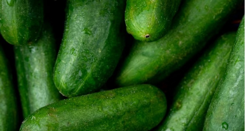 Вылейте раствор перед посадкой и получите урожай огурцов уже к 1 мая