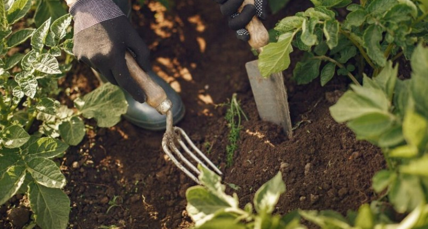 Что нужно сделать на огороде в марте, чтобы повысить будущий урожай на 50%