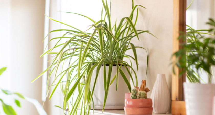 Домашние вампиры: шесть вещей в доме, которые крадут ваше здоровье день за днем