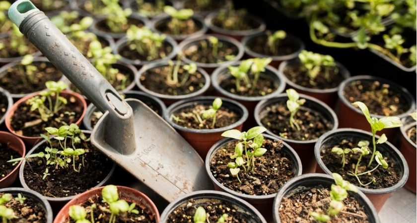 Названы лучшие даты для рассады в 2024 году: томаты, перцы, огурцы, кабачки и капуста