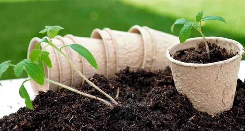 Лучшие даты для рассады в 2024 году: томаты, перцы, огурцы, кабачки и капуста