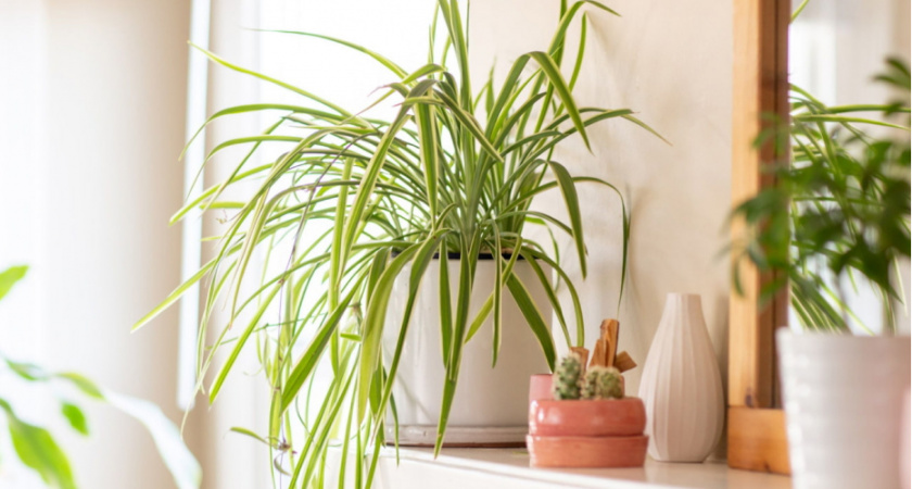 Домашние вампиры: шесть вещей в квартире, которые гробят ваше здоровье день за днем