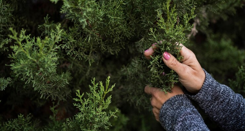 Коми лесопожарный центр закупит более 600 тысяч сеянцев сосны и ели