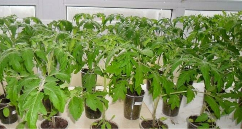 Лучшие даты для рассады в 2024 году: томаты, перцы, огурцы, кабачки и капуста