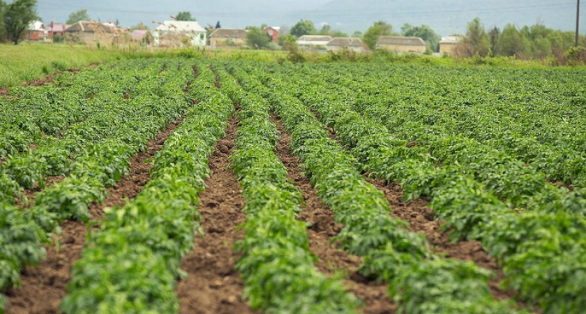 В Коми районировано 40 сортов картофеля