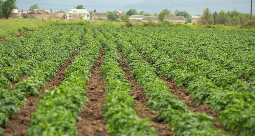 В Коми районировано 40 сортов картофеля