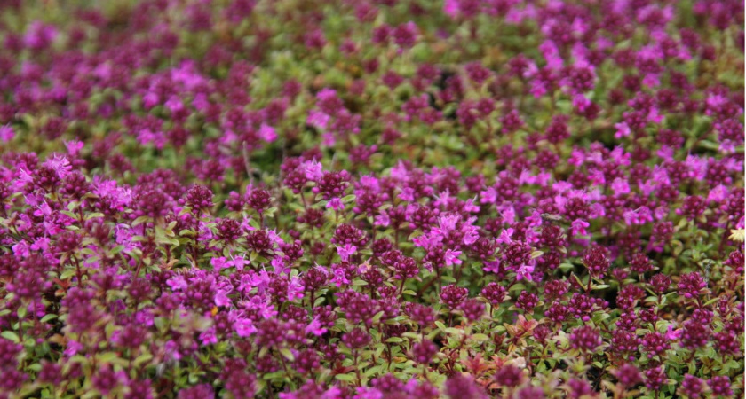 Пышный ковер из цветов будет радовать до осени: такой многолетник подходит даже ленивым дачникам