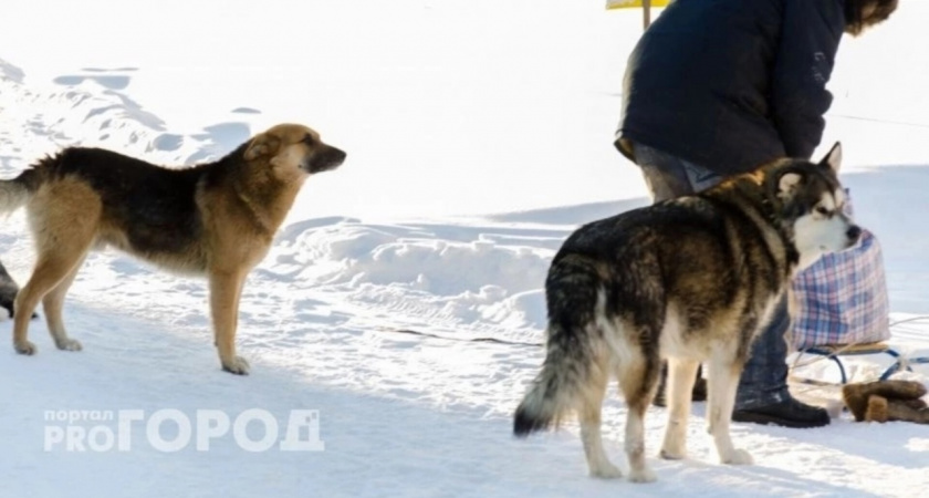 В Сысольском районе Коми проведут акцию "Льготная кастрация"