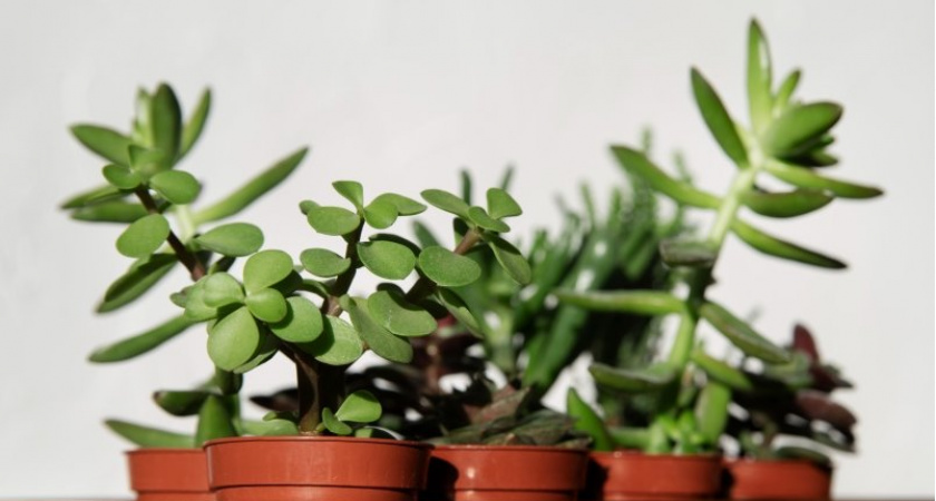 Всего 2 стакана для настоя: вот чем нужно полить денежное дерево - растет до потолка