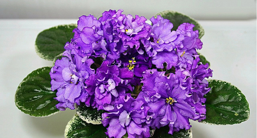 Фиалка превратится в облако из цветов уже через две недели: растение нуждается в таком освещении