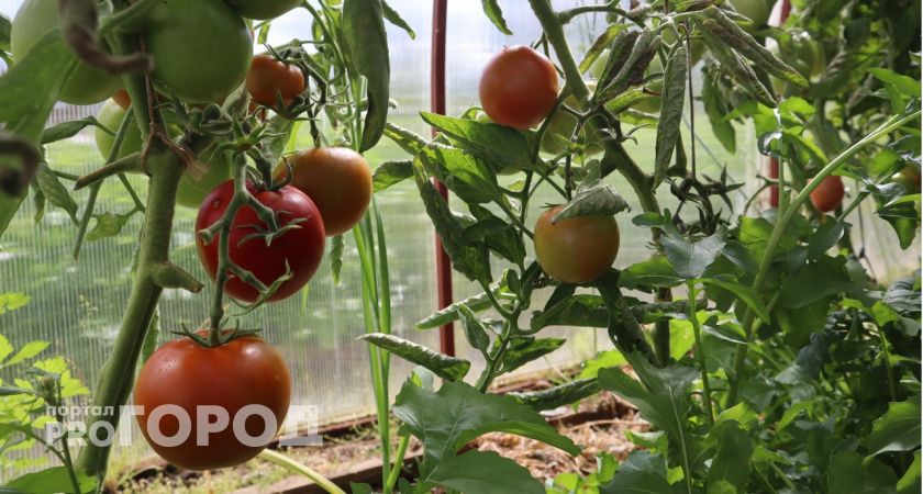 Одна капля на 3 литра: после этого раствора урожай помидоров побьет все мыслимые рекорды