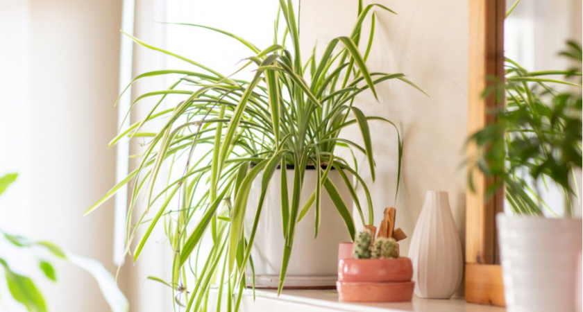 Домашние вампиры: шесть вещей в доме, которые крадут ваше здоровье день за днем