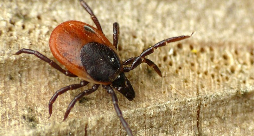 Клещи забьются в конвульсиях от этого запаха: достаточно нескольких капель простейшего средства