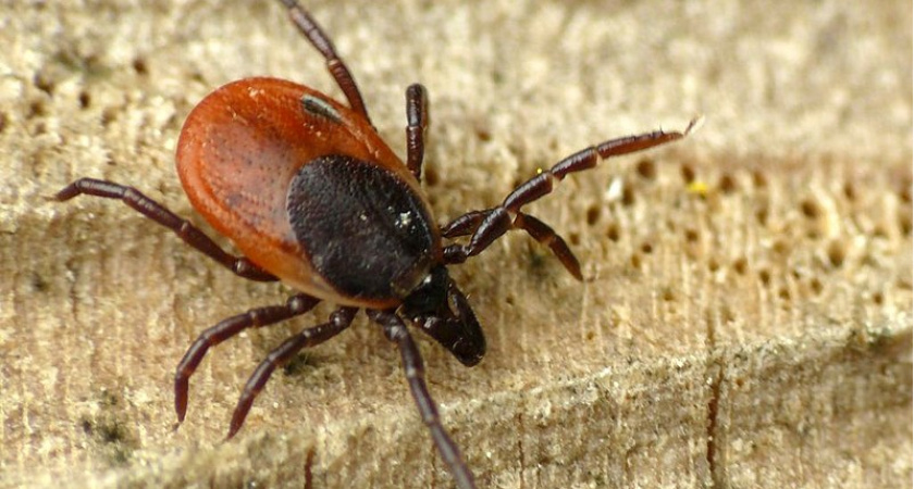 Клещи забьются в конвульсиях от этого запаха: достаточно нескольких капель простейшего средства