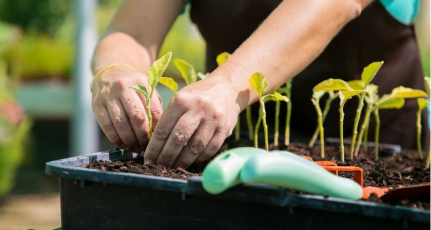 Воскрешает самую хилую рассаду - эта универсальная подкормка творит чудеса с землей