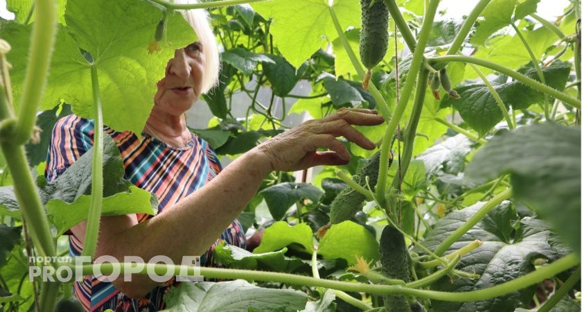 Забудьте про навоз: просто полейте землю этим народным удобрением и собирайте урожай огурцов ведрами