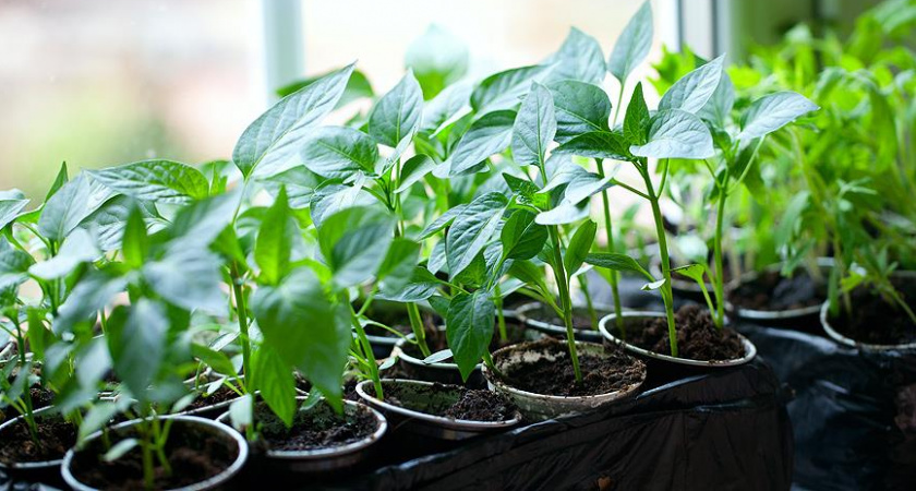 Всего 1 чайная ложка: рассада перца станет толстой всего через три дня