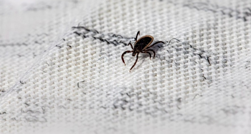 Клещи не переносят такой запах на одежде: стоит всего 50 рублей, лучше магазинного аэрозоля