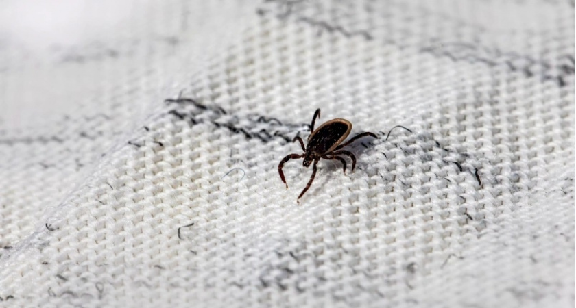 Клещи не переносят такой запах на одежде: стоит 50 рублей - лучше магазинного аэрозоля