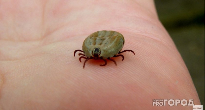 Клещи ненавидят этот запах: стоит всего 45 рублей, а защищает в сто раз лучше магазинного аэрозоля