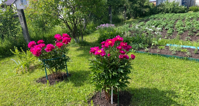 Аграриям Коми придется заранее сообщать о применении пестицидов и гербицидов