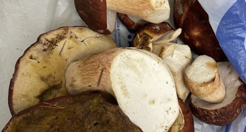 Жители республики Коми открыли грибной сезон