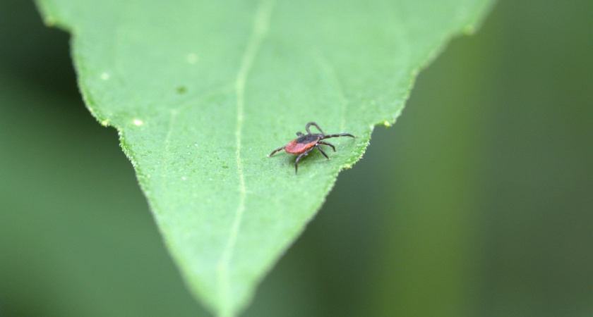 Ухта может попасть в перечень эндемичных территорий по клещевому энцефалиту