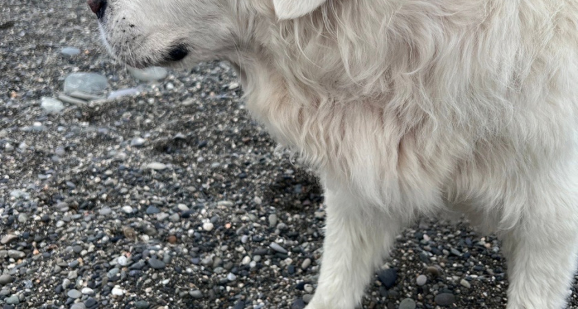 В Ухте на отлов собак направят дополнительные средства