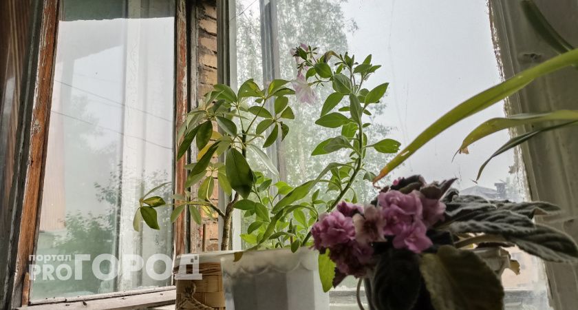 Цветы-вампиры: 10 ядовитых комнатных растений, которые запрещено держать дома