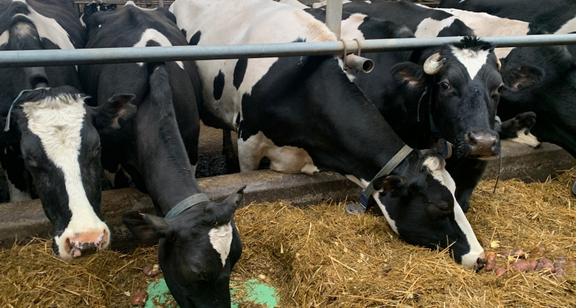 В Коми увеличивается объём господдержки сельского хозяйства