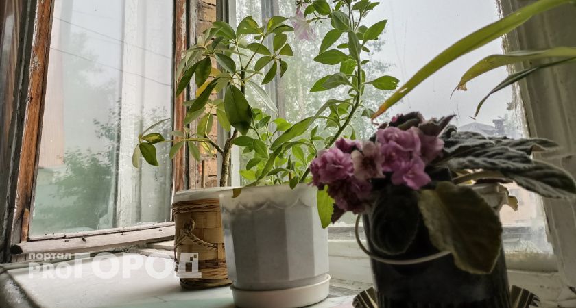 Цветы-вампиры: 10 ядовитых комнатных растений, которые запрещено держать дома