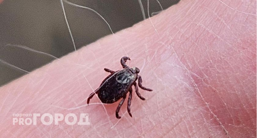 Клещи моментально мрут от этого средства: стоит 45 рублей, но защищает лучше магазинного спрея