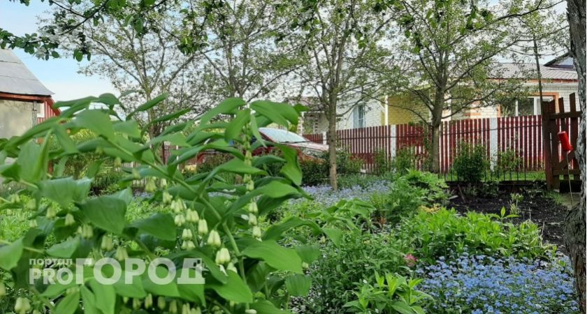 Лучше древесной золы и навоза: удобрите этим грядки в конце мая – творит чудеса