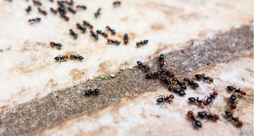 Одна ночь — и муравьев с тлей сдует: потребуется всего сто граммов этого средства